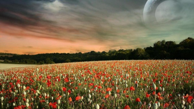 Apple 为什么不封杀 Flutter 呢？